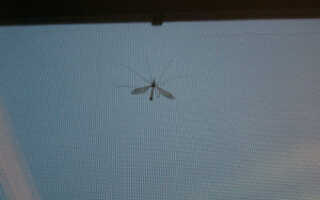 Москитная сетка своими руками на деревянное окно