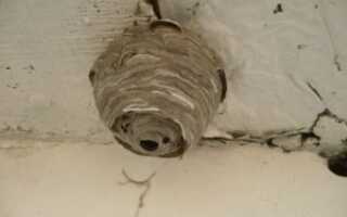 Как избавиться от ос и осиного гнезда на балконе?