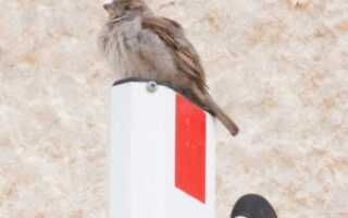 Как выбрать автоматический шлагбаум?