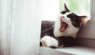 Кошка на подоконнике