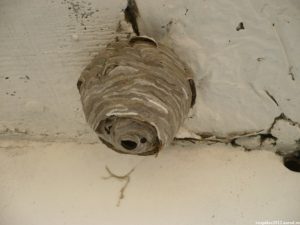 Как избавиться от осиного гнезда на балконе?