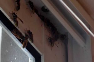 Как избавиться от случайно залетевшей на балкон осы?