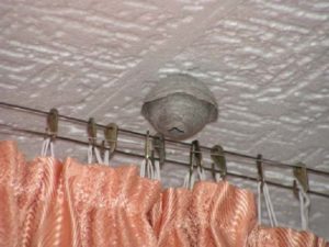 Как убрать гнездо шершней?