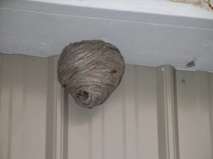 Как выгнать ос с балкона, если там уже целое осиное гнездо?