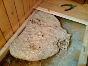 Где селятся осы?